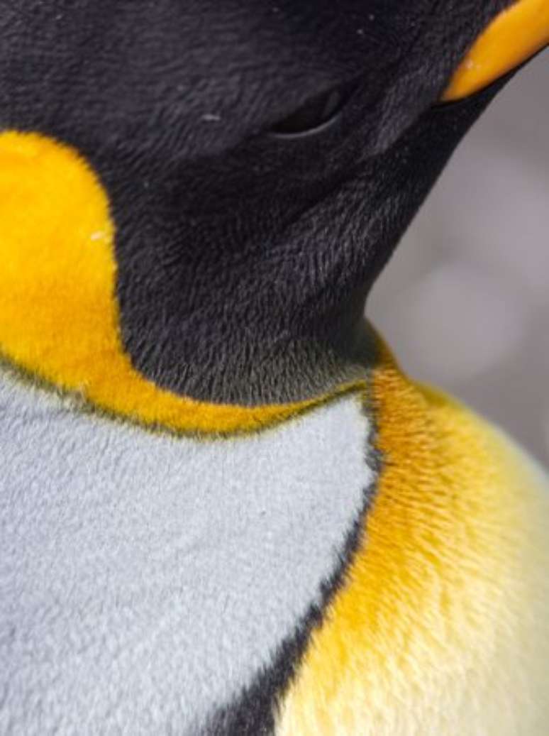 No final do século 19 ou no início do século 20, os pinguins foram caçados por causa da sua carne, ovos e pele / Foto: CNRS