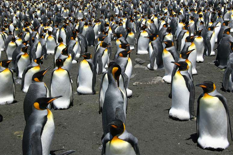 Pinguins-rei procriam em muitas das ilhas da Antártida / Foto: CNRS