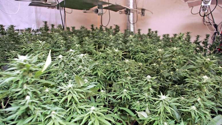 Em alguns dias, o trabalho de Stephen era inspecionado; caso houvesse problemas com as planta&ccedil;&otilde;es, ele era agredido