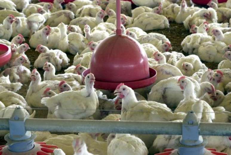 "A situação nas granjas produtoras é gravíssima, com falta de insumos e risco iminente de fome para os animais", disse a ABPA, em nota.