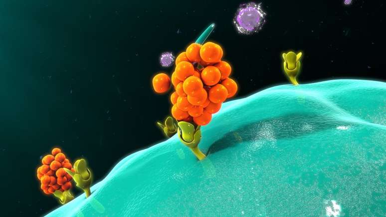 Os macrófagos ingerem e destroem bactérias e células frágeis