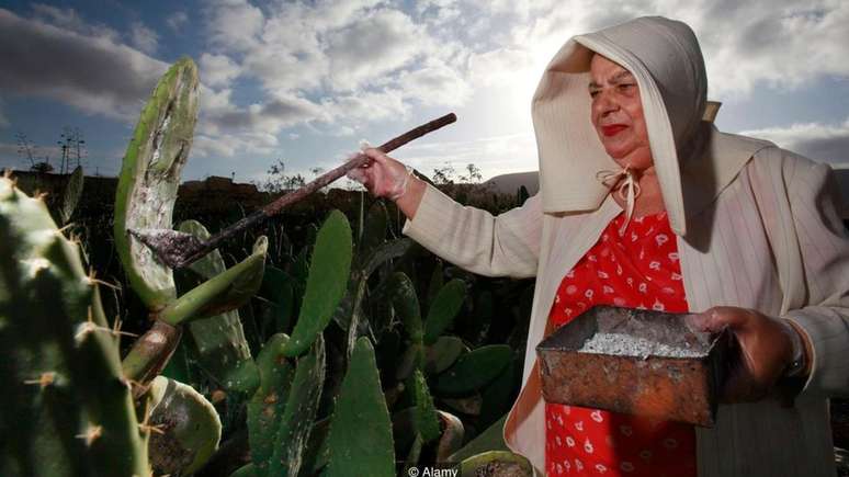 Fazendeira coleta insetos cochonilha de um cacto | Foto: Alamy