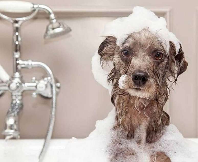 10. O seu animalzinho de estimação precisa ter um lugar apropriado para tomar banho