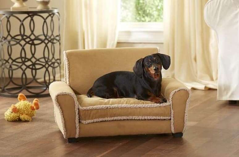 11. A casa pode ser bem organizada e limpa, mesmo tendo alguns animais de estima&ccedil;&atilde;o.