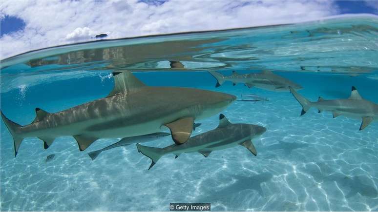 Enquanto mortes por ataques de tubarão na Austrália permanecem constantes, número de mordidas dobrou