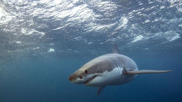 Ataques de tubarão vêm aumentando na Austrália