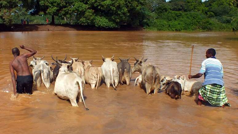 O comércio de gado infectado ajuda a propagar a febre do vale Rift