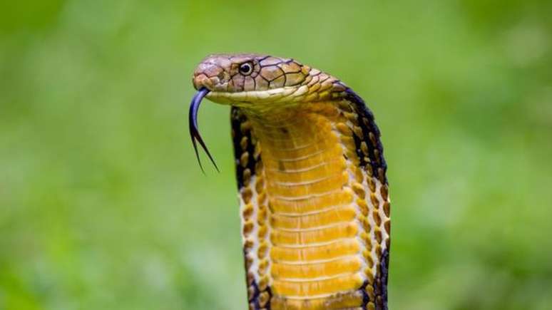 A cobra-real é uma das maiores cobras venenosas do planeta