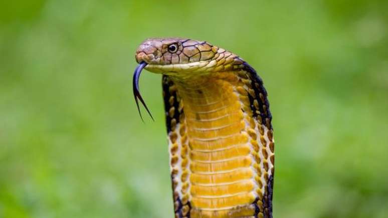 O homem que recebeu picadas de 200 cobras em nome da ciência - BBC News  Brasil