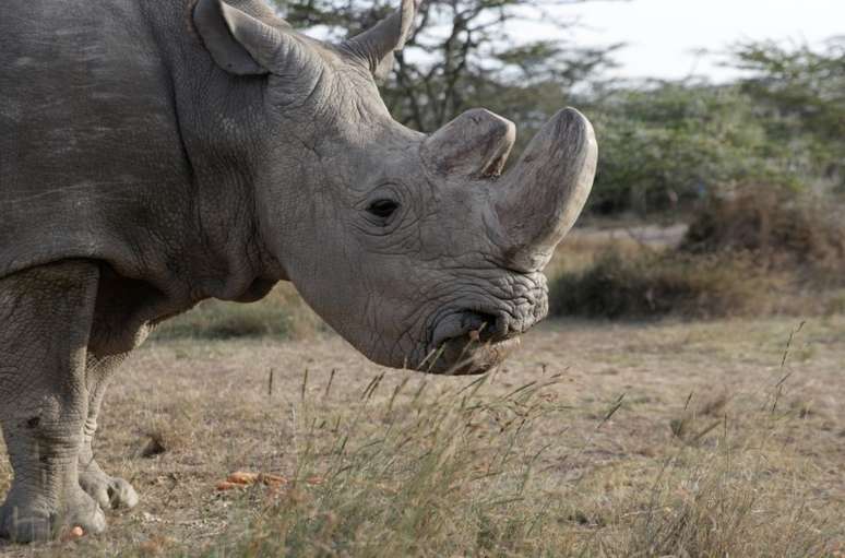 Rinoceronte-branco do norte Sudan é visto na entidade Ol Pejeta Conservancy em Laikipia, no Quênia 18/06/2017 REUTERS/Thomas Mukoya 