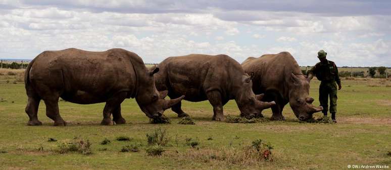 Sudan e as duas fêmeas na reserva Ol Pejeta Conservancy, no Quênia, há dois anos