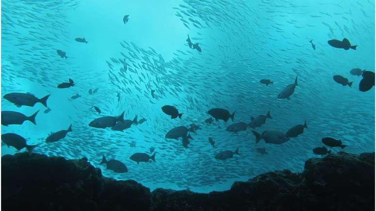 Em Trindade, onde a Marinha mantém uma base, militares pescam há vários anos como atividade de lazer | Foto: João Luiz Gasparini/Divulgação