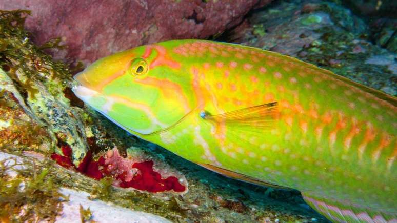 A riqueza natural das águas costeiras faz com que sejam especialmente cobiçadas pela pesca | Foto: João Luiz Gasparini/Divulgação