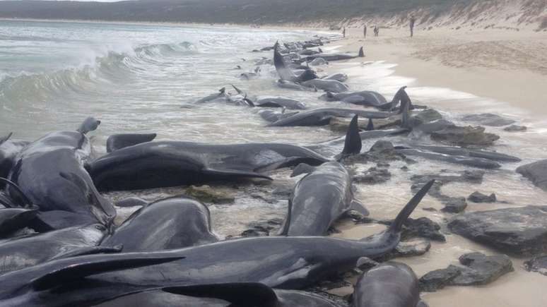 Baleias foram encontradas primeiro por pescador em praia da Austrália