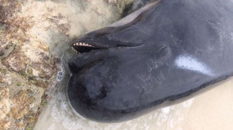O que levou as baleias a encalharem ainda é um mistério