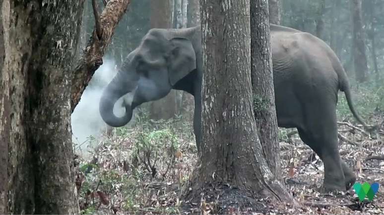 Cientista filmou elefanta soltando fumaça em floresta da Índia em 2016, mas só divulgou imagens agora por 'não ter percebido sua importância'