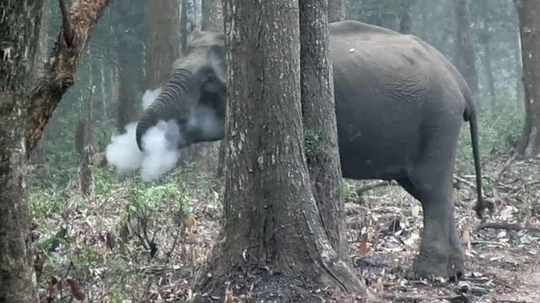 Os cientistas acreditam que elefanta estava ingerindo carvão de madeira queimado
