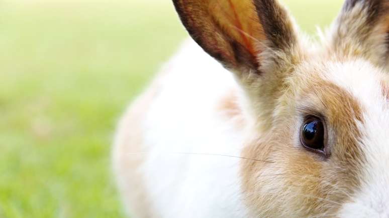 Desde o Egito antigo, o coelho já era sinônimo de fertilidade