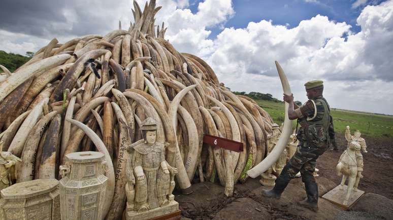 O aumento da renda na China significou uma m&aacute; not&iacute;cia para os grandes mam&iacute;feros