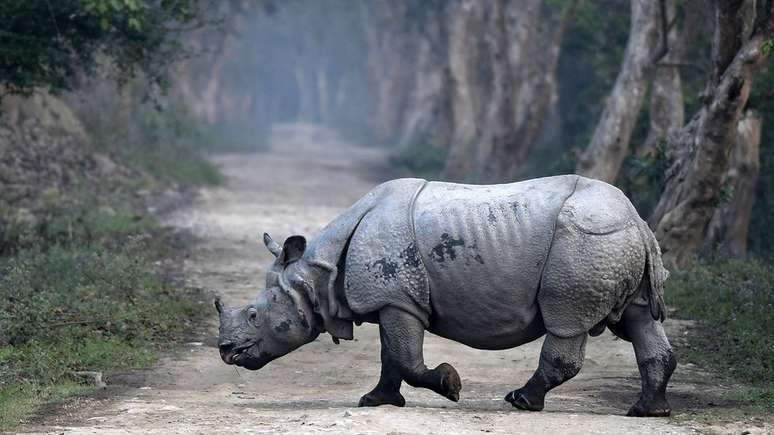 Al&eacute;m da &Aacute;frica, rinocerontes tamb&eacute;m ocorrem na &Iacute;ndia - h&aacute; cinco esp&eacute;cies deste tipo de animal