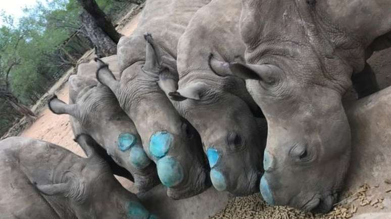 A ONG Rhino Revolution t&ecirc;m soltado os animais na natureza sem os chifres, para proteg&ecirc;-los da ca&ccedil;a