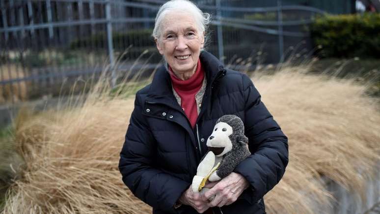 A primatologista Jane Goodall, que lidera uma fundação de pesquisa e conservação com seu nome, acompanhou toda a guerra dos chimpanzés nos anos 1970