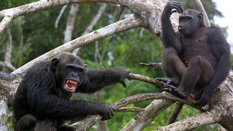 Os chimpanzés são capazes de violência, mas pesquisadores dizem que o ocorrido entre 1974 e 1978 excedeu todos os registros de brutalidade