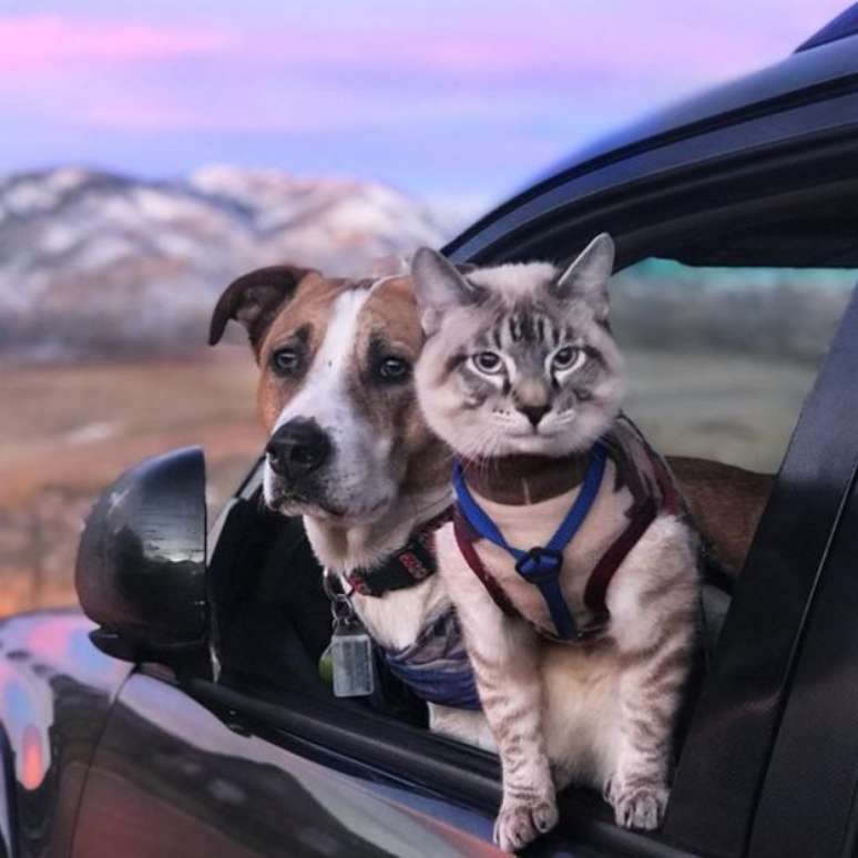 O gato Baloo, que veste uma guia nas caminhadas, gosta de explorar as paisagens tanto quanto o cachorro Henry 