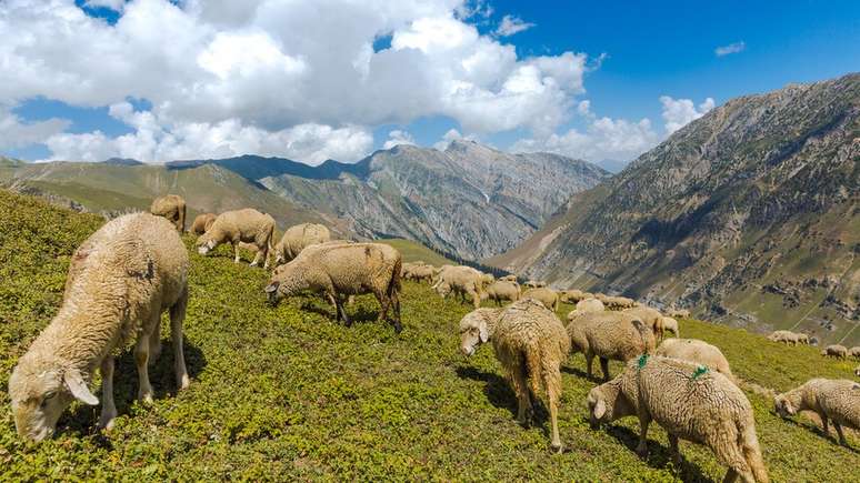 A comunidade gujjar é composta por pastores muçulmanos nômades, que cruzam o Himalaia com ovelhas, cabras e búfalos