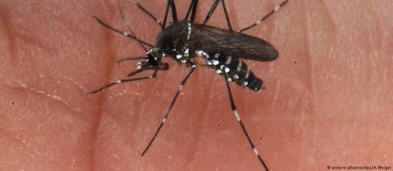 Mosquito que transmite a febre amarela: grupo de alemães foi picado em Ilha Grande