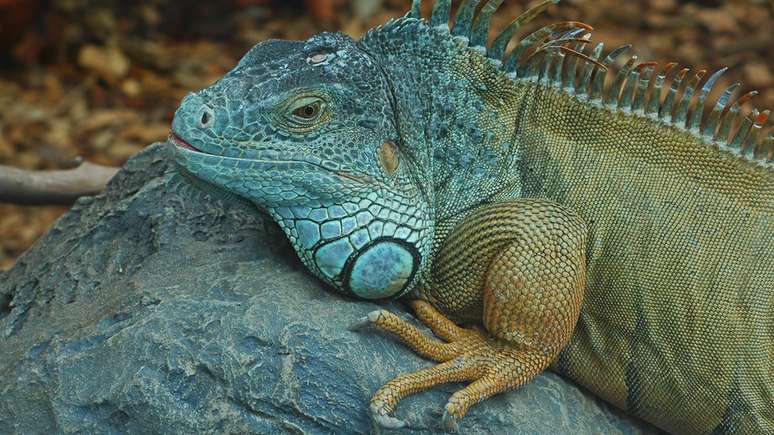 Consegue enxergar o olho pineal desta iguana?