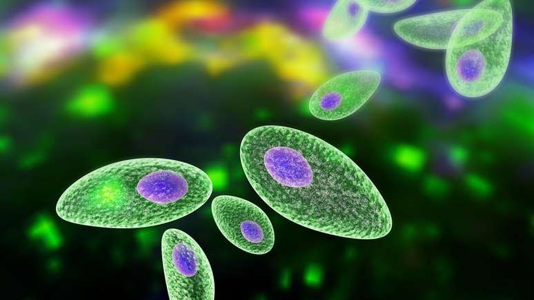 Toxoplasma é um parasita que pode ser transmitido pela ingestão de água, carne e frutas e vegetais contaminados