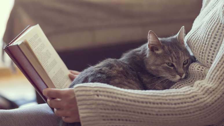 Doença não é motivo para se desfazer de gatos, afirmam especialistas