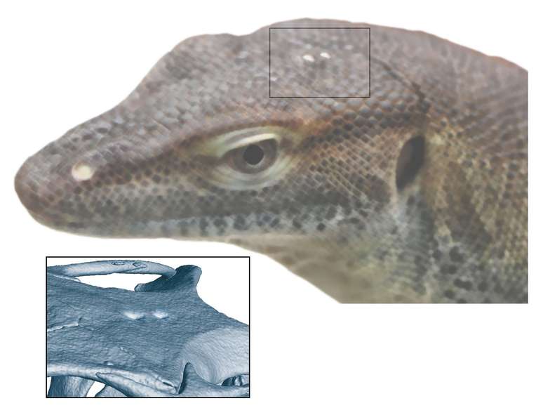 Fóssil analisado por Smith pertence ao único animal conhecido com mandíbula e quatro olhos