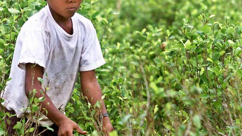 O cultivo da folha de coca se multiplicou a níveis sem precedentes na década de 90 na Colômbia