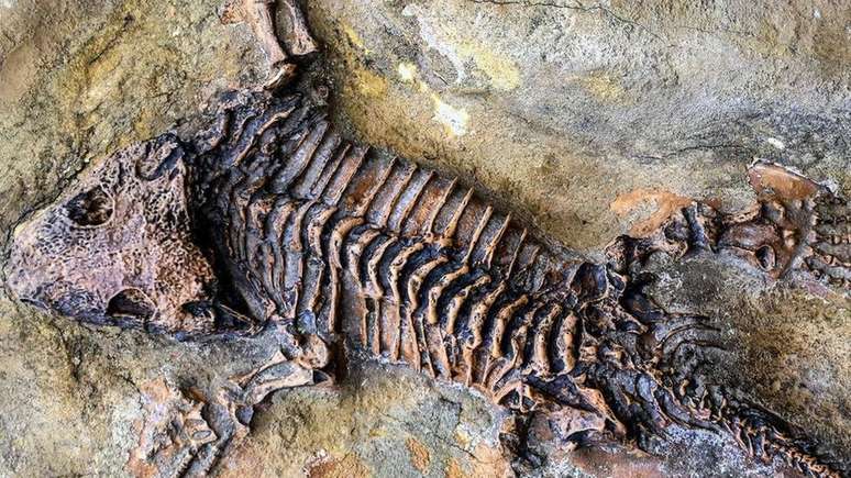 As possibilidades de falhar no processo de fossilização são infinitas