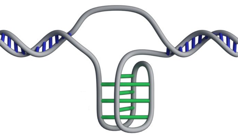 Esquema demonstra a estrutura i-motif no DNA humano. (Imagem: Zeraati et al. / Nature Chemistry)
