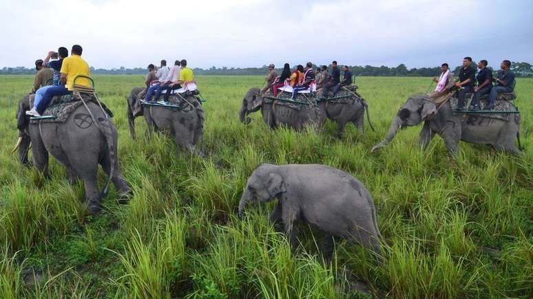 O negócio de elefantes em cativeiro é considerado lucrativo na Índia, mas os animais costumam adoecer e morrer precocemente, segundo ativistas