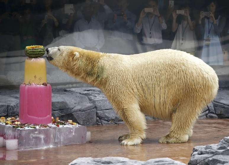 Inuka no zoológico de Cingapura 16/12/2015 REUTERS/Edgar Su