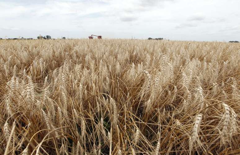 Plantação de trigo com ceifera debulhadora colhendo o cereal ao fundo
18/12/2012
REUTERS/Enrique Marcarian 