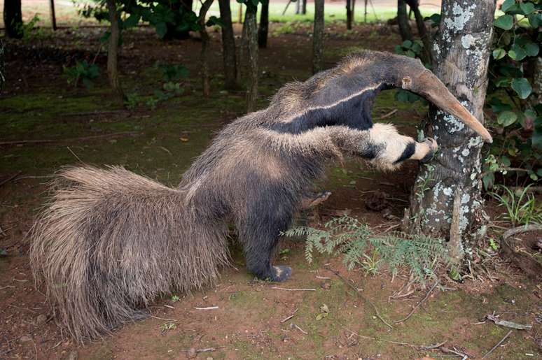 O tamanduá empalhado que fica no centro de visitantes da reserva natural brasileira