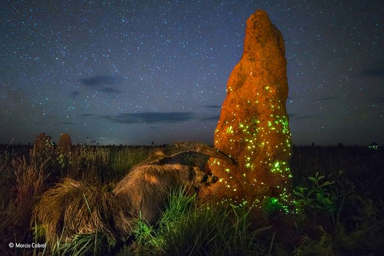 Especialistas analisaram a foto tirada no Parque das Emas, no Brasil, comparando o tamanduá registrado com um empalhado e concluíram que se trata do animal estático