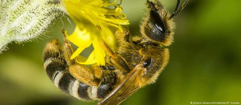 As abelhas ajudam a polinizar 90% das principais culturas agrícolas do mundo