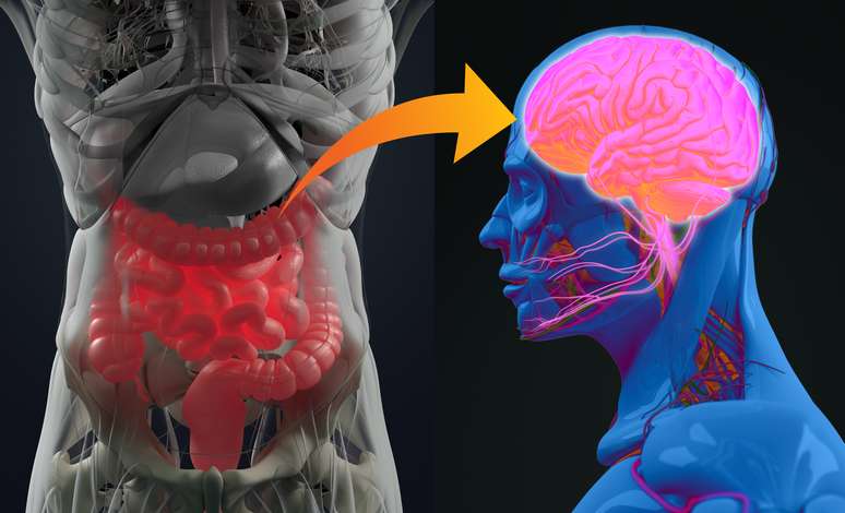 Pesquisadores acreditam que bactéricas do intestino podem ajudar na busca por soluções para doenças como depressão, autismo e mal de Parkinson