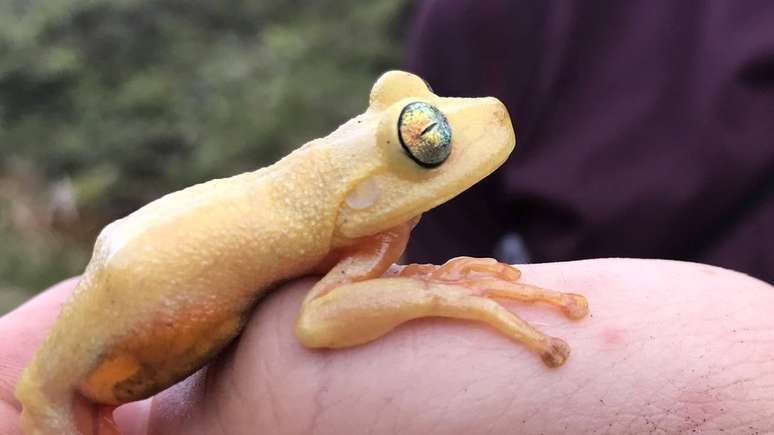 Myersohyla Chamaleo, espécie encontrada pela primeira vez no território brasileiro