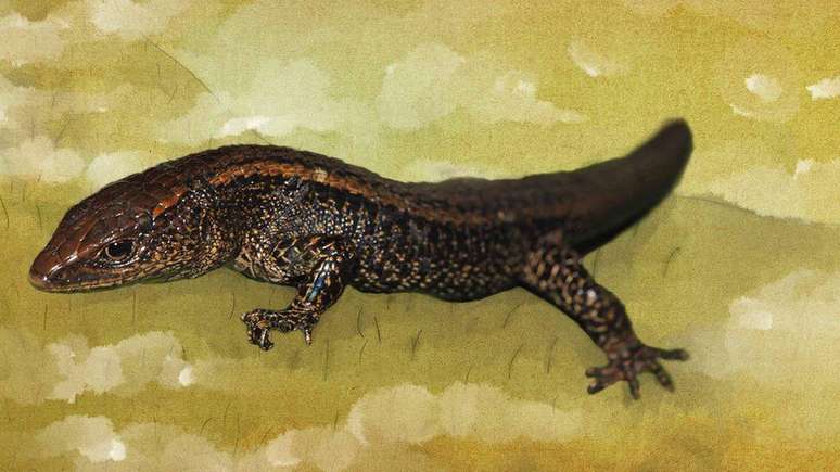 Lagarto apelidado de Marrom Gigante, da família Riolama