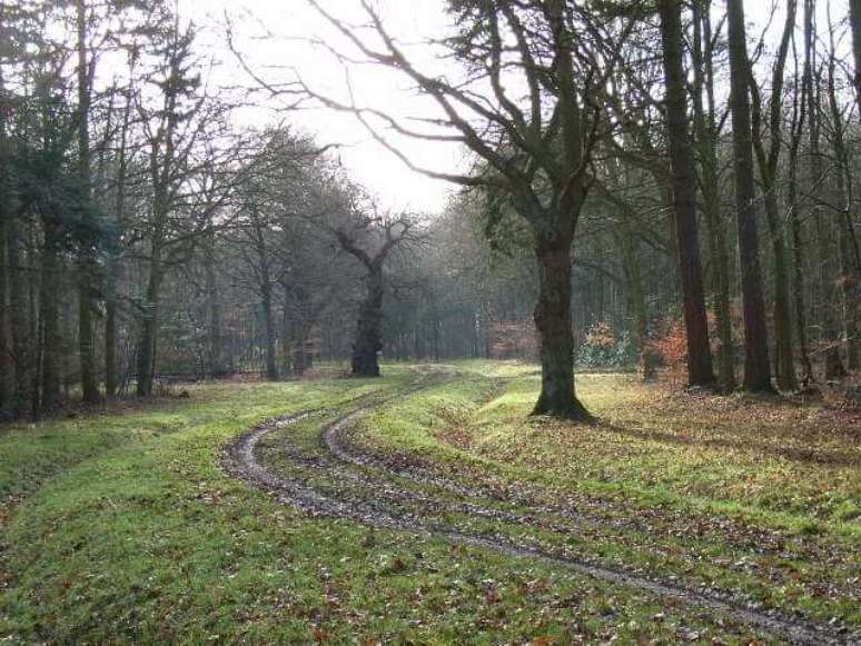 Floresta de Whippendell, na Inglaterra