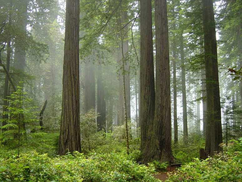 Floresta da Califórnia, Estados Unidos
