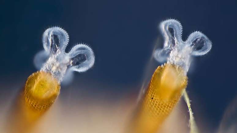 Rot&iacute;feros se reproduzem assexuadamente, mas com isso geram descendentes com os mesmos problemas gen&eacute;ticos que eles