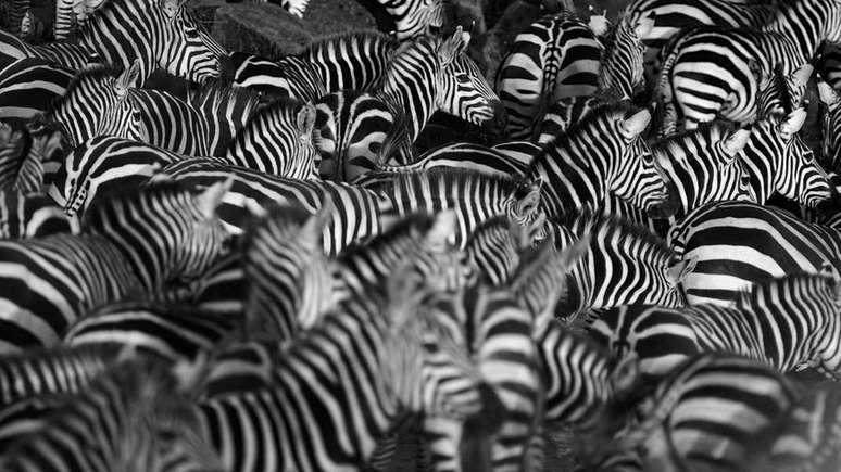 A diferencia&ccedil;&atilde;o entre os dois sexos &eacute; chave para a reprodu&ccedil;&atilde;o de muitas esp&eacute;cies